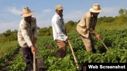 Campesinos cubanos